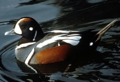 Harlequin Duck